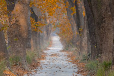 Ağaçlar tarafından oluşturulan tüneller ve toprak yollar. Bolu, Yedigöller, Abant, Uludağ, Dudaklı, Bursa, Türkiye.