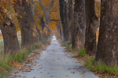 Ağaçlar tarafından oluşturulan tüneller ve toprak yollar. Bolu, Yedigöller, Abant, Uludağ, Dudaklı, Bursa, Türkiye.