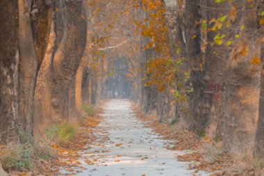 Ağaçlar tarafından oluşturulan tüneller ve toprak yollar. Bolu, Yedigöller, Abant, Uludağ, Dudaklı, Bursa, Türkiye.
