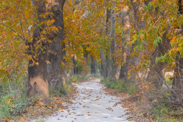 Ağaçlar tarafından oluşturulan tüneller ve toprak yollar. Bolu, Yedigöller, Abant, Uludağ, Dudaklı, Bursa, Türkiye.