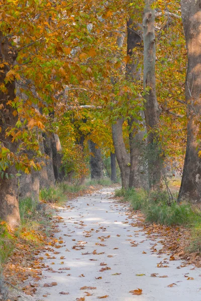 Ağaçlar tarafından oluşturulan tüneller ve toprak yollar. Bolu, Yedigöller, Abant, Uludağ, Dudaklı, Bursa, Türkiye.