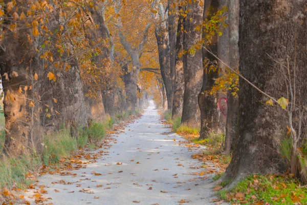Ağaçlar tarafından oluşturulan tüneller ve toprak yollar. Bolu, Yedigöller, Abant, Uludağ, Dudaklı, Bursa, Türkiye.