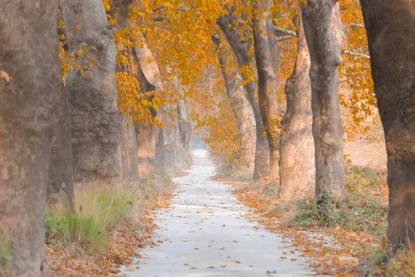 Ağaçlar tarafından oluşturulan tüneller ve toprak yollar. Bolu, Yedigöller, Abant, Uludağ, Dudaklı, Bursa, Türkiye.