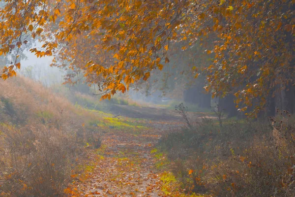 Ağaçlar tarafından oluşturulan tüneller ve toprak yollar. Bolu, Yedigöller, Abant, Uludağ, Dudaklı, Bursa, Türkiye.