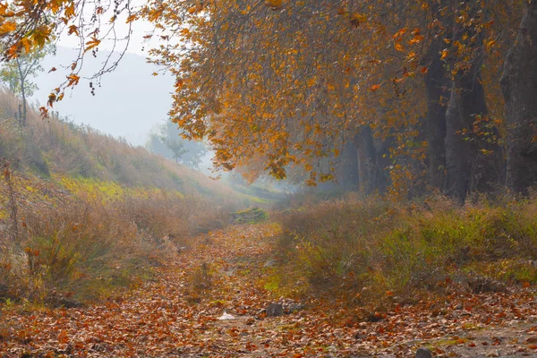 Ağaçlar tarafından oluşturulan tüneller ve toprak yollar. Bolu, Yedigöller, Abant, Uludağ, Dudaklı, Bursa, Türkiye.