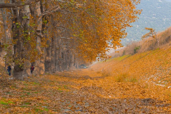 Ağaçlar tarafından oluşturulan tüneller ve toprak yollar. Bolu, Yedigöller, Abant, Uludağ, Dudaklı, Bursa, Türkiye.