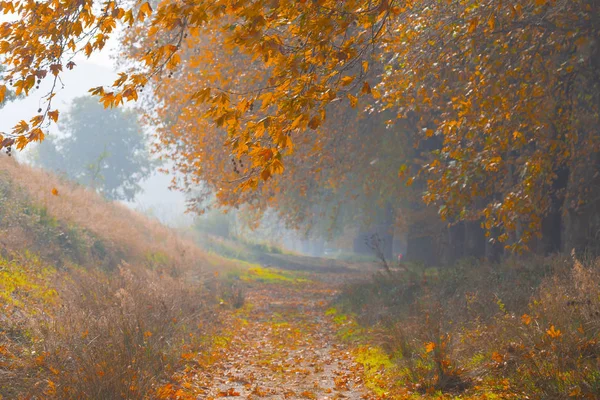 Ağaçlar tarafından oluşturulan tüneller ve toprak yollar. Bolu, Yedigöller, Abant, Uludağ, Dudaklı, Bursa, Türkiye.