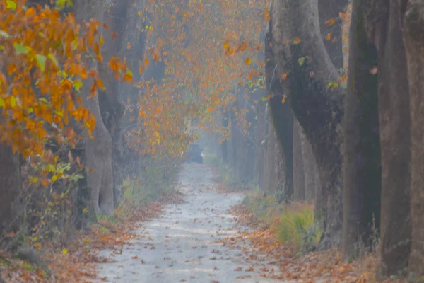 Ağaçlar tarafından oluşturulan tüneller ve toprak yollar. Bolu, Yedigöller, Abant, Uludağ, Dudaklı, Bursa, Türkiye.