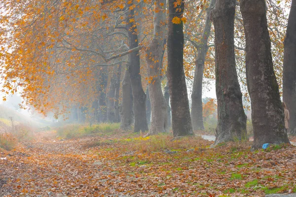 Ağaçlar tarafından oluşturulan tüneller ve toprak yollar. Bolu, Yedigöller, Abant, Uludağ, Dudaklı, Bursa, Türkiye.