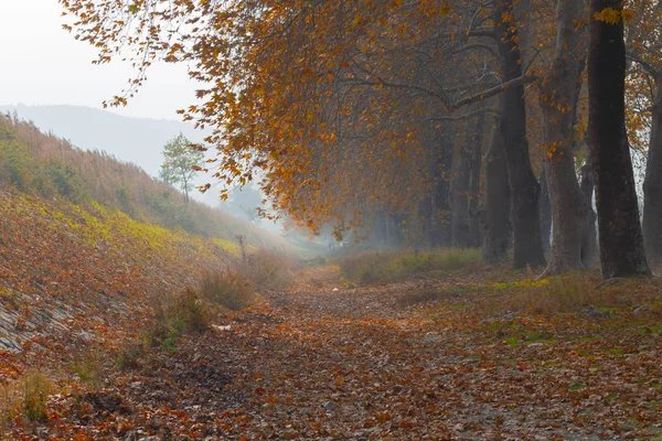 Túneis Estradas Terra Criadas Por Árvores Bolu Yedigoller Abant Uludag — Fotografia de Stock