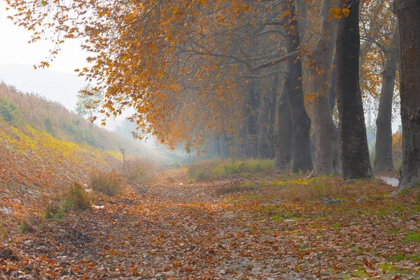 Ağaçlar tarafından oluşturulan tüneller ve toprak yollar. Bolu, Yedigöller, Abant, Uludağ, Dudaklı, Bursa, Türkiye.