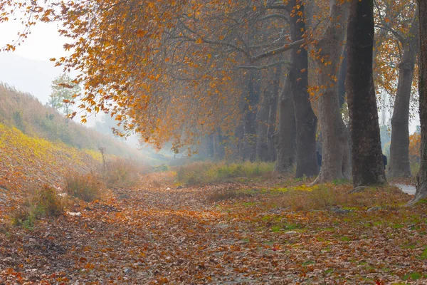 Ağaçlar tarafından oluşturulan tüneller ve toprak yollar. Bolu, Yedigöller, Abant, Uludağ, Dudaklı, Bursa, Türkiye.