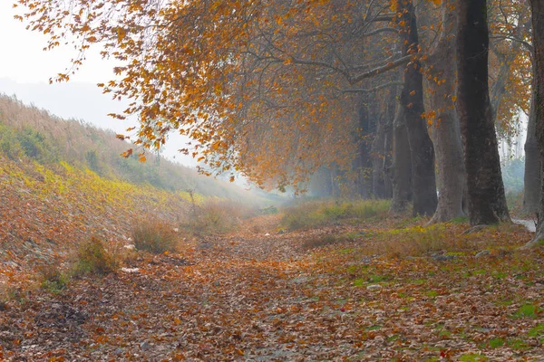 Ağaçlar tarafından oluşturulan tüneller ve toprak yollar. Bolu, Yedigöller, Abant, Uludağ, Dudaklı, Bursa, Türkiye.