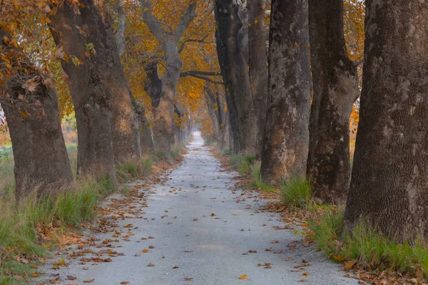 Ağaçlar tarafından oluşturulan tüneller ve toprak yollar. Bolu, Yedigöller, Abant, Uludağ, Dudaklı, Bursa, Türkiye.