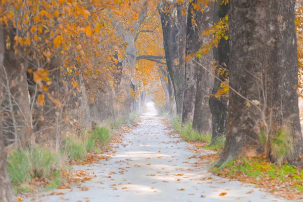 Ağaçlar tarafından oluşturulan tüneller ve toprak yollar. Bolu, Yedigöller, Abant, Uludağ, Dudaklı, Bursa, Türkiye.