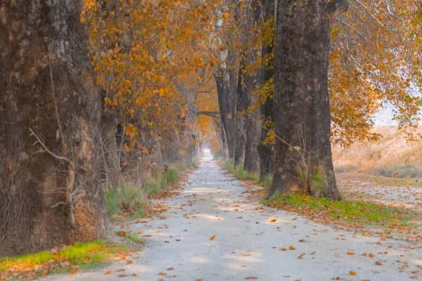 Túneis Estradas Terra Criadas Por Árvores Bolu Yedigoller Abant Uludag — Fotografia de Stock