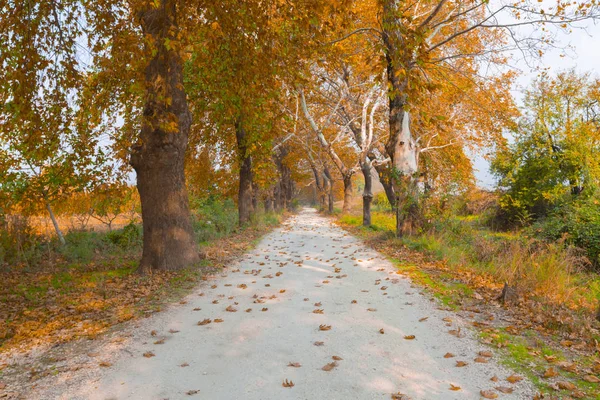 Ağaçlar tarafından oluşturulan tüneller ve toprak yollar. Bolu, Yedigöller, Abant, Uludağ, Dudaklı, Bursa, Türkiye.
