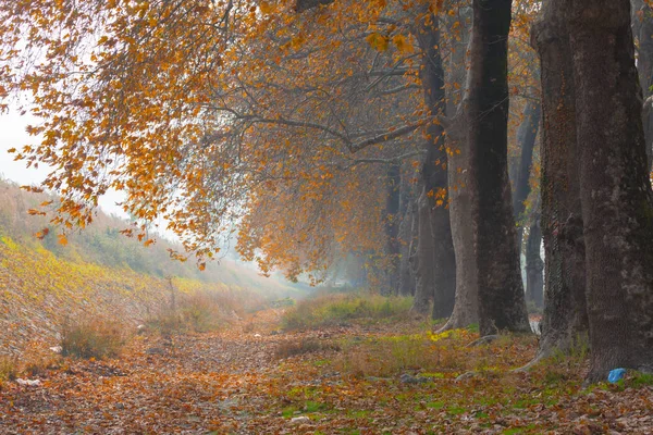 Ağaçlar tarafından oluşturulan tüneller ve toprak yollar. Bolu, Yedigöller, Abant, Uludağ, Dudaklı, Bursa, Türkiye.