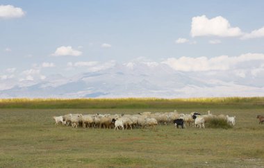 güzel manzara ve sultanmarshes (kuş cenneti) yanındaki erciyes Dağı, kayseri