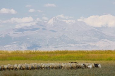 güzel manzara ve sultanmarshes (kuş cenneti) yanındaki erciyes Dağı, kayseri