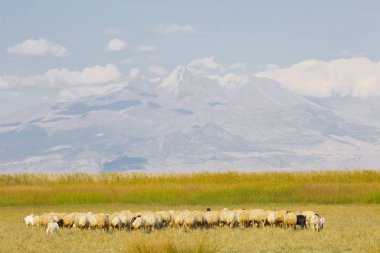 güzel manzara ve sultanmarshes (kuş cenneti) yanındaki erciyes Dağı, kayseri
