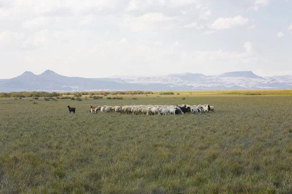 Красивий Ландшафт Sultanmarshes Пташиний Рай Поруч Ерджієс Горою Kayseri — стокове фото