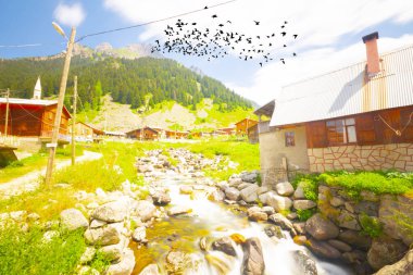 Elevit Yaylası (Çamlıhemşin / Rize / Türkiye)