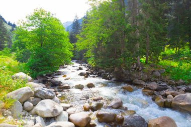 Türkiye'nin Karadeniz bölgesinde sisin altında nehir üzerinde eski tarihi taş köprü. Senyuva'da tarihi Osmanlı köprüsü Taşköprü, Ermenice Cinciva, Rize'de Çamlıhemşin yakınlarındaki Firtina nehri üzerinde