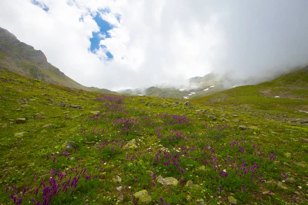Ambarlı Yaylası ve Balık Gölü / Rize