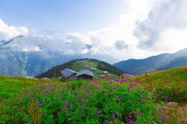 Türkiye'de Kaçkar Dağları'nda Pokut Platosu