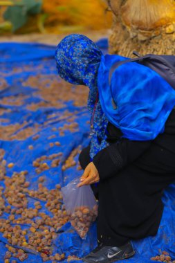 Medine'de Palmiye Bahçesi