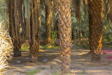 Medine'de Palmiye Bahçesi