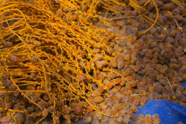 Medine'de Palmiye Bahçesi