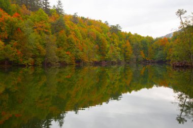 Yedigoller Park Bolu, Türkiye 'de sonbahar manzarası (yedi göl)