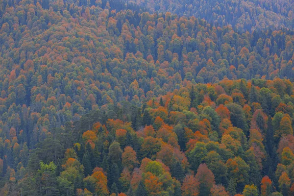 Herbstlandschaft Sieben Seen Yedigoller Park Bolu Türkei — Stockfoto