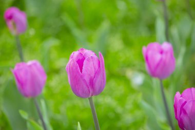 İstanbul 'da Yahuda ağaçları (Türkçe: Erguvan). Otagtepe 'den İstanbul Boğazı' nın güzel bahar manzarası. Fatih Sultan Mehmet Köprüsü. İstanbul, Türkiye.