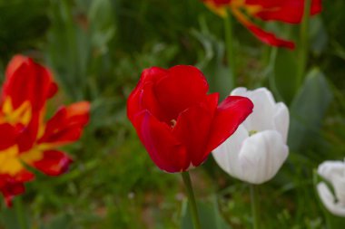 İstanbul 'da Yahuda ağaçları (Türkçe: Erguvan). Otagtepe 'den İstanbul Boğazı' nın güzel bahar manzarası. Fatih Sultan Mehmet Köprüsü. İstanbul, Türkiye.