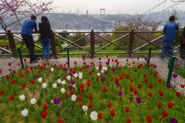 İstanbul 'da Yahuda ağaçları (Türkçe: Erguvan). Otagtepe 'den İstanbul Boğazı' nın güzel bahar manzarası. Fatih Sultan Mehmet Köprüsü. İstanbul, Türkiye.