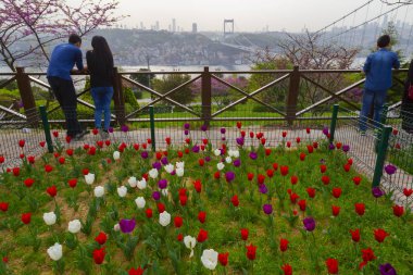 Judas trees (Turkish: Erguvan) in Istanbul. Beautiful spring view of the Istanbul Bosphorus from Otagtepe. Fatih Sultan Mehmet Bridge. Istanbul, Turkey. clipart