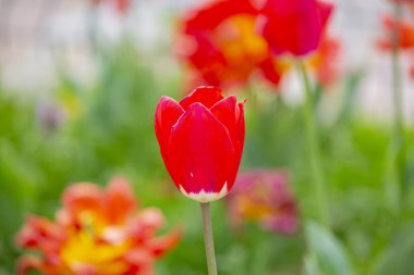 İstanbul 'da Yahuda ağaçları (Türkçe: Erguvan). Otagtepe 'den İstanbul Boğazı' nın güzel bahar manzarası. Fatih Sultan Mehmet Köprüsü. İstanbul, Türkiye.