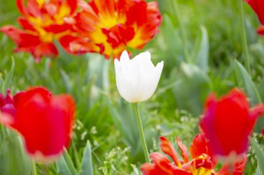 İstanbul 'da Yahuda ağaçları (Türkçe: Erguvan). Otagtepe 'den İstanbul Boğazı' nın güzel bahar manzarası. Fatih Sultan Mehmet Köprüsü. İstanbul, Türkiye.
