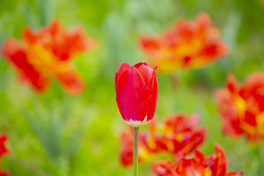 İstanbul 'da Yahuda ağaçları (Türkçe: Erguvan). Otagtepe 'den İstanbul Boğazı' nın güzel bahar manzarası. Fatih Sultan Mehmet Köprüsü. İstanbul, Türkiye.
