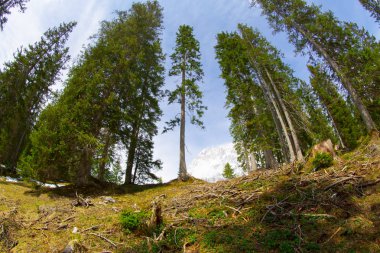Güneşli kış gününde Ehrwald vadisinden Zugspitze Masif, ön planda kayak parkurları bakımlı. Kış dağ manzarası.