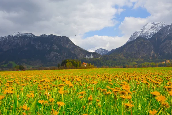 Vacker Utsikt Över Världsberömda Neuschwanstein Slott Det Nittonde Talet Romanska — Stockfoto