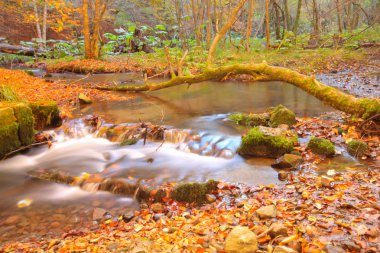 Yedi göldeki sonbahar manzarası Yedigoller Park Bolu, Türkiye. Güzellik, bulut.