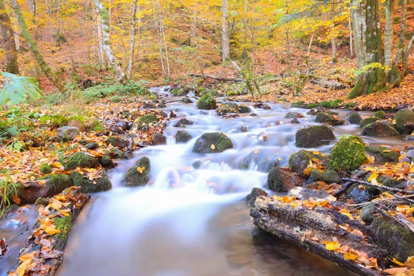 Осінній Пейзаж Семи Озерах Yedigoller Park Bolu Туреччина Краса Хмари — стокове фото