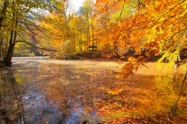 Yedi göldeki sonbahar manzarası Yedigoller Park Bolu, Türkiye. Güzellik, bulut.