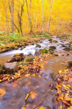 Yedi göldeki sonbahar manzarası Yedigoller Park Bolu, Türkiye. Güzellik, bulut.