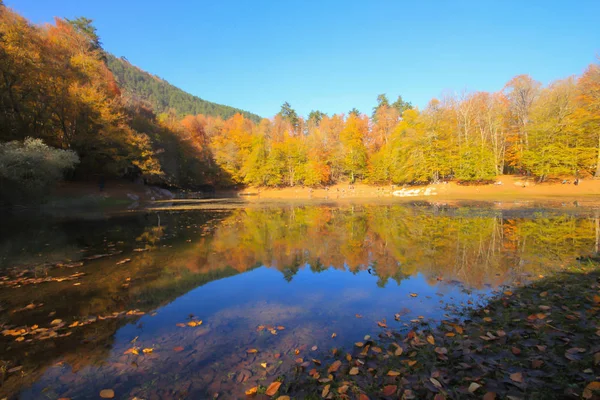 Jesienny Krajobraz Siedmiu Jeziorach Yedigoller Park Bolu Turcja Piękno Chmura — Zdjęcie stockowe