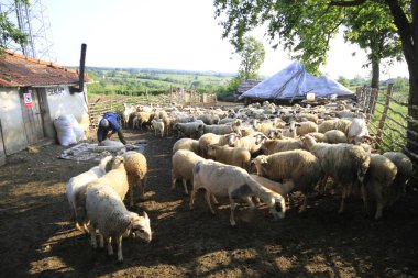Acarlar sel yatağı ormanı (longoz). Türkiye 'nin kuzeybatısındaki Sakarya ilinde yer alıyor